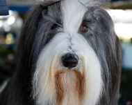 _MG_8583-dog show-viva-face-edit