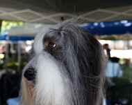 _MG_8585-dog show-viva-face-edit
