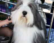 _MG_8615-dog show-sarah-sapphire
