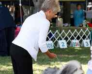 _MG_8639-dog show-sharon prassa