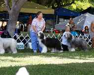 _MG_8644-dog show