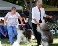 _MG_8645-dog show
