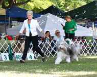 _MG_8646-dog show