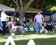 _MG_8649-dog show