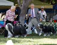 _MG_8654-dog show