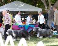 _MG_8669-dog show