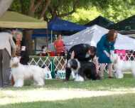 _MG_8676-dog show