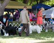 _MG_8684-dog show-noli