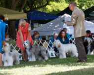 _MG_8721-dog show-noli-shannon smart-winners in class