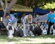 _MG_8732-dog show-viva-meaghan