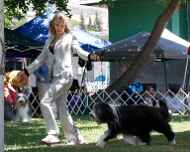 _MG_8740-dog show-elizabeth