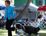 _MG_8753-dog show-sharon baker