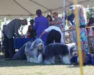 030-winners-dogs