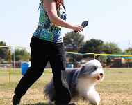100-best of breed-dd