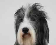 IMG_3217-ellie-hair