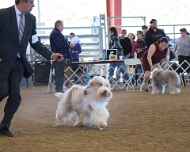 IMG_4072-ginger
