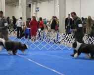 IMG_5239Everett-Erik-DelMar dog show
