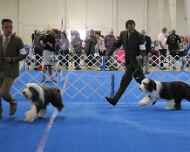 IMG_5244Everett-Erik-DelMar dog show