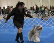 IMG_5301Violet-DelMar dog show