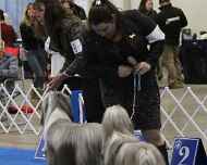 IMG_5308Violet-Dream-DelMar dog show