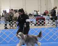 IMG_5316Violet-DelMar dog show