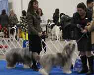 IMG_5332Dream-Violet-DelMar dog show-WinnersBitch
