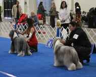 IMG_5371Mollie-Violet-DelMar dog show