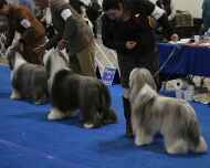 IMG_5399-BOB-DelMar dog show
