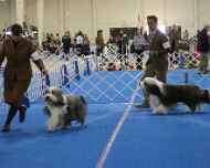 IMG_5418-BOB-DelMar dog show