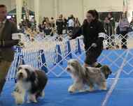IMG_5422-BOB-DelMar dog show