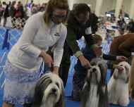 IMG_5471-BOB-DelMar dog show