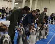 IMG_5472-BOB-DelMar dog show