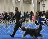 IMG_5493-BOB-DelMar dog show