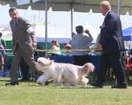 IMG_6422-Ginger