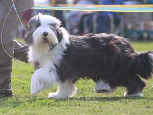 03 31 BCCSC specialty puppy sweepstakes