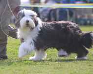 IMG_7778-Erik-Puppy Sweepstakes