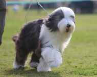IMG_7793-Erik-Puppy Sweepstakes