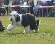 IMG_7813-Erik-Puppy Sweepstakes