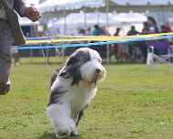 IMG_7822-Erik-Puppy Sweepstakes