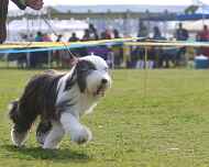IMG_7825-Erik-Puppy Sweepstakes