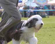 IMG_7829-Erik-Puppy Sweepstakes