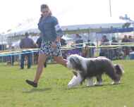 IMG_7924-Everett-Puppy Sweepstakes