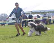 IMG_7926-Everett-Puppy Sweepstakes