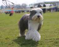 IMG_7947-Everett-Puppy Sweepstakes