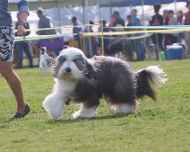 IMG_7969-Everett-Puppy Sweepstakes