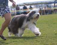 IMG_7981-Everett-Puppy Sweepstakes