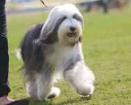 IMG_8019-Mae-Puppy Sweepstakes
