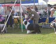 IMG_8025-Casey Minner judge-Nike-Erik-Mae-Puppy Sweepstakes
