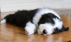 Dreamchaser Elegant Emerald-Bearded Collie