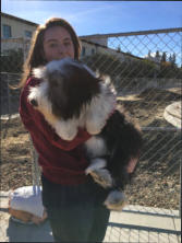 Dreamchaser Elegant Emerald-Bearded Collie